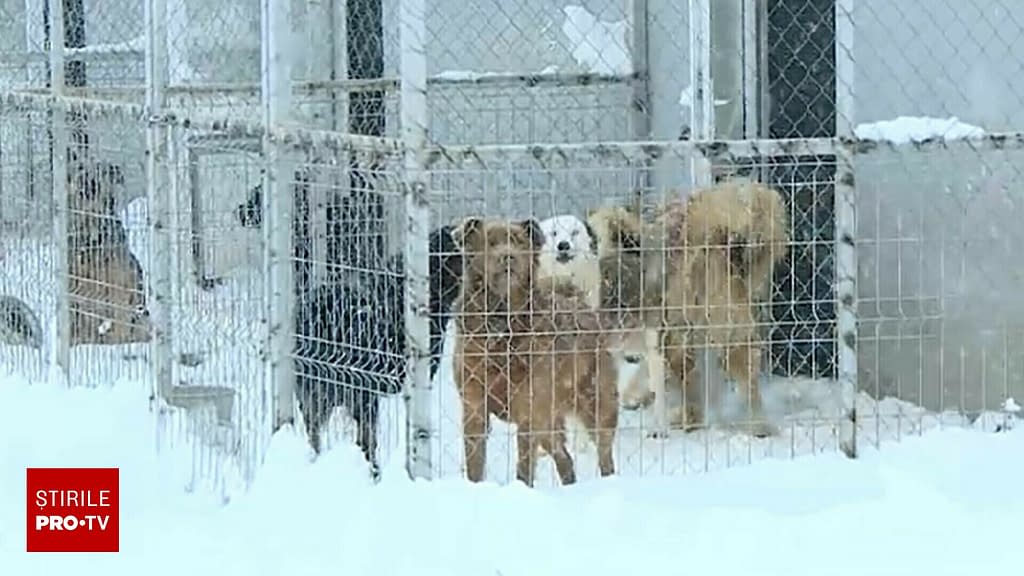 Adăposturile de câini au nevoie de ajutor. În mai multe zone din țară sunt acoperite de zăpădă, iar animalele suferă