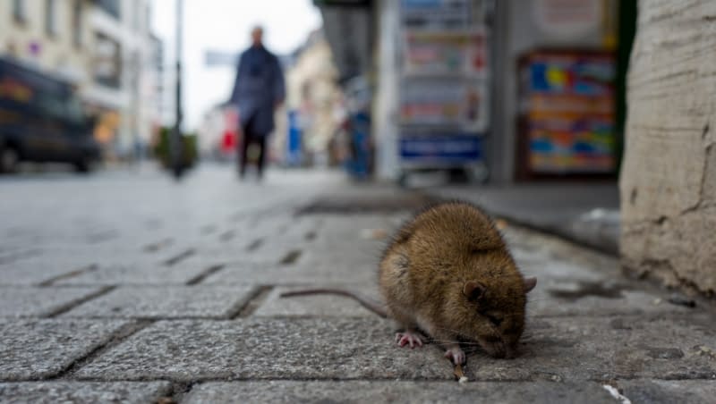 Aceste orașe se confruntă cu o invazie de șobolani, iar cauza este una singură